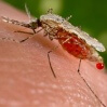 malaria interactive pic